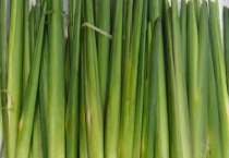 茭白的产地分布 附其产地环境