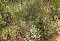 节节草和麻黄草有什么不同 附麻黄草利益分析