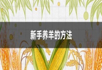 新手养羊的多久？