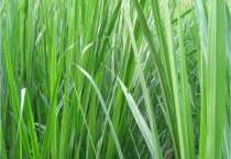 甜象草与皇竹草有什么不同 附甜象草和皇竹草简介