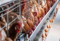 蛋鸡各阶段饲料配方 配方的具体比例是多少？