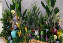 橡皮树浇水需要浇透吗？