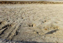 盐碱地适合种植什么？均耐旱抗盐碱性好