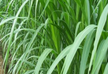 皇竹草与象草有什么不同 附皇竹草简介