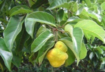 红桂木果的功效与作用