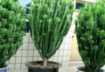 龙骨扦插后怎么浇水