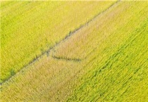 石农086小麦比济麦22高产吗？