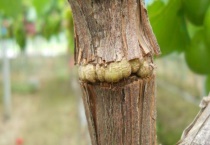 石榴树环剥时间和多久？