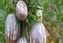 人参果树苗多少钱一棵 附种植前景