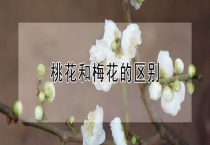 桃花和梅花的区别？