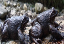 石蛙养殖池建设方法 石蛙的生长环境