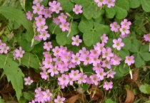 醡浆草与酢浆草有什么不同