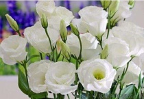 洋桔梗和桔梗花的区别？