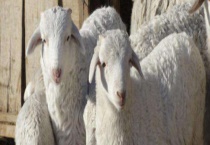 羊肺炎防治方法 羊肺炎病因