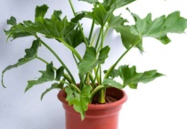 春雨植物的养殖多久？