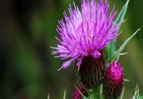 大蓟和小蓟的区别？ 茎、叶、花、果的具体区别？