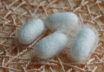 蚕结茧后多久出来