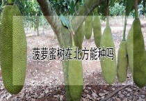菠萝蜜树在北方能种吗？