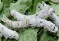 蚕宝宝有几对足