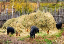 藏香猪养殖利润高 为什么没人养