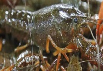 路边小摊常卖的小龙虾以什么为食 小龙虾有什么营养价值