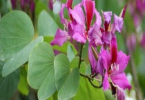 羊蹄甲属于常绿植物还是落叶植物 与紫荆花有什么区别？？