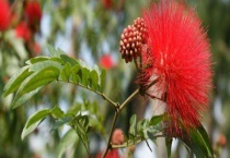 红绒球和朱缨花的区别？