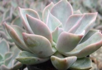 多肉的叶子能种活吗？