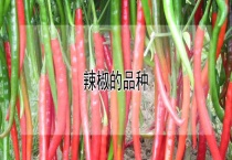 辣椒的品种