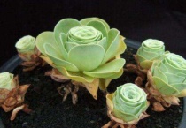 多肉植物山地玫瑰怎么配土