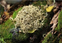 艾叶喂鸡注意事项