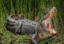 鳄鱼繁殖后代的方法 鳄鱼有哪些生活习性