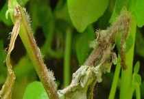 西瓜灰霉病的防治方法 危害症状有哪些？