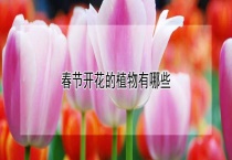 春节开花的植物有哪些？