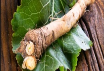 辣根是什么？和芥末有什么区别？？