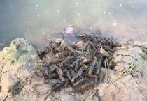 捕捉野生龙虾的实用技巧