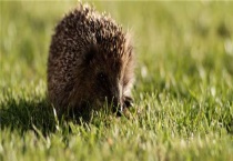 刺猬和豪猪有什么区别？？