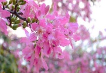 丝木棉花语是什么？