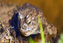 青蛙是如何过冬的 生活习性是什么？