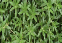 垂盆草能生吃吗 附垂盆草的养护多久？