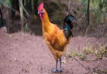 公鸡吃安乃近就不打鸣了吗？