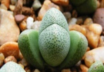 帝玉多肉怎么养