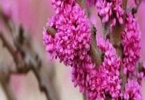 如何使紫荆在元旦开花 附开花条件