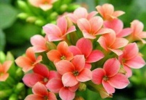 长寿花根部发黑能活吗？