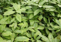 什么是桃叶珊瑚