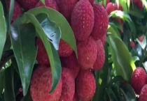 荔枝树存活多久？多久开花结果