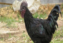 鸡气囊炎的防治方法是怎样？鸡气囊炎的病因