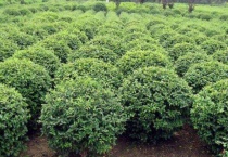 冬青可以养多久？