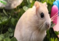 仓鼠的繁殖方法 有哪些注意事项