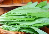 油麦菜生长温度